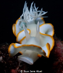 Embrace your natural curves just like this nudibranch <3 by Ikuo Jane Atuel 